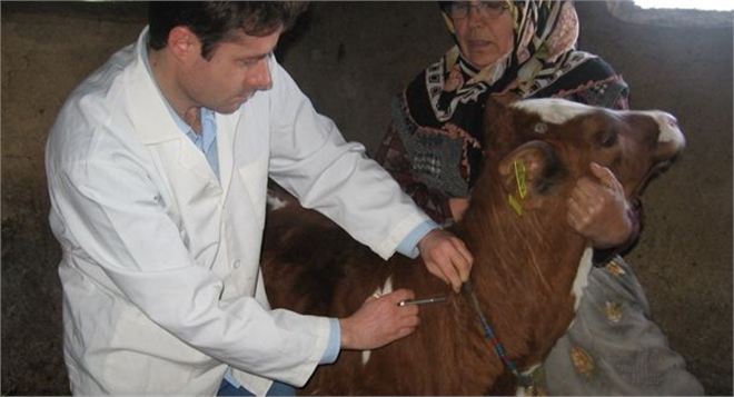 Sapanca`da Şap Aşısı Kampanyası