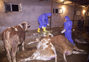 Ahlat`ta 26 Büyükbaş Hayvan Telef Oldu