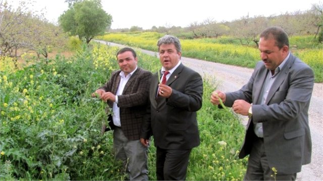 Araban Ovası`nda Kenger Keyfi