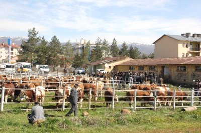Bingöl`de Damızlık Boğa Dağıtımı
