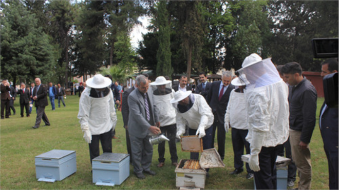 Çukurova`da Sezonun İlk Narenciye Balı Hasadı Yapıldı