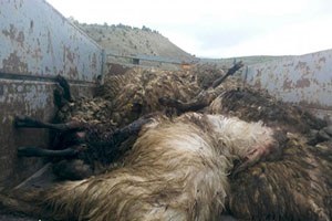 Elazığ`da, kurtlar koyun sürüsüne saldırdı