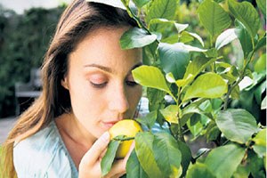 Elmalar bile kurtlanmıyor