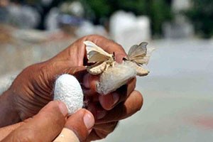 Bilecik`te İpekböcekçiliği Çalışmaları