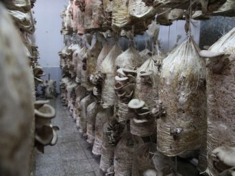 Organik Kayın Mantarı Geçim Kaynağı Oldu