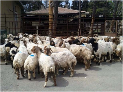 Kilis`te 91 Adet Kaçak Koyun Ele Geçirildi