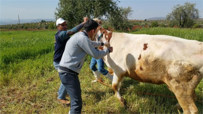 Kilis`te, Büyükbaş Hayvanlara Çiçek Aşısı Yapılıyor
