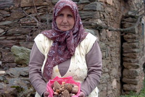 Kuzgöbeği Mantarı Altın Gibi