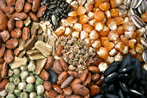 Tavşanlı`da Çiftçilere Ücretsiz Tohum Dağıtımı