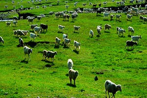 Kavak`ta Hayvan Yetiştiricilerine Uyarı