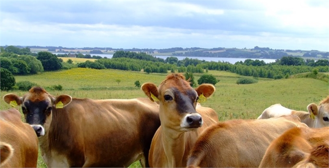 Canlı Hayvan Borsası için ilk adım atıldı