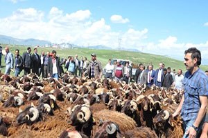 35 Besiciye 231 Damızlık Koç Dağıtımı Yapıldı