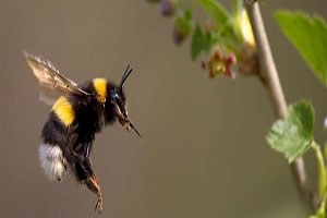 Bal arıları hızla yok oluyor