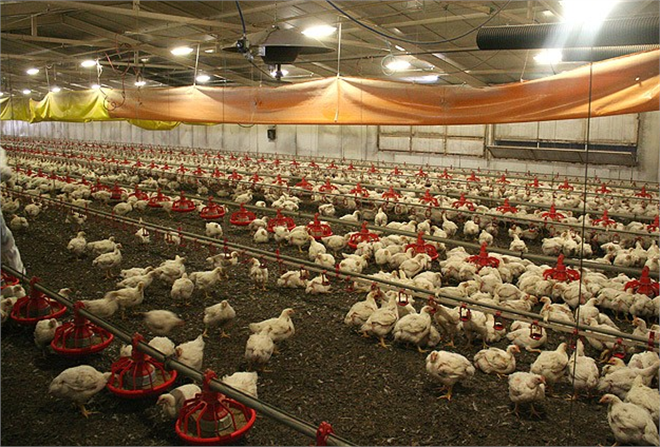 `Beyaz et` sektöründe kuş gribi endişesi yok