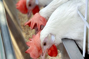 Yumurta ve beyaz et yasağına karşı Irak`a heyet göndereceğiz