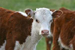 2015 Yılında Yapılacak Besilik Materyal Üretim (Buzağı) Desteklemesi