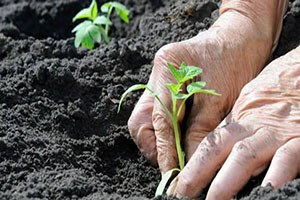 Bafra`da `3. Ekolojik Yaşam ve Tohum Takası Şenliği`