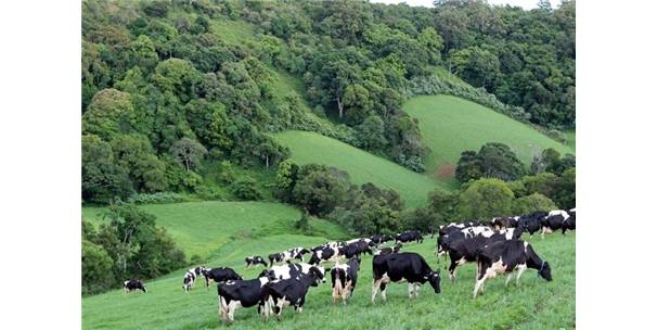 2014 Anaç Hayvan Destekleme Paraları Yatırıldı