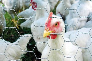 Kocaeli Gebze` de 10 Bin Tavuk Gece Yarısı İtlaf Edildi