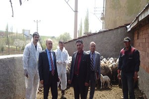 Koyun, Keçide Veba Aşılama Kampanyası Başladı