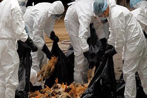 İşte kuş gribinin faturası!