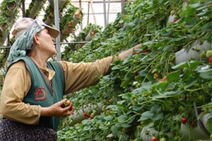 Toprağın Organik Yardımcıları Verimi Arttırıyor