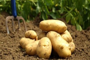 Turfanda Patatesin Kilosu 600 Liraya Satıldı, Kral`a da Gönderilecek!