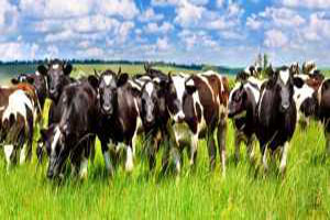 Vahşi Koşullarda Hayvan Nakline Son Yönetmeliği