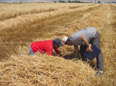 Araban Ovası`nda Biçerdöver Kontrollerden Geçiriliyor