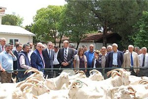 21 Üreticiye, 51 Saanen Tekesi