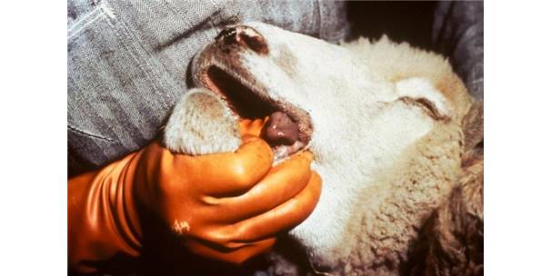 Küçükbaş Hayvanlar Mavi Dil Hastalığına Karşı Aşılanıyor