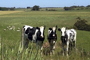 Süt sektörü kota tehdidine hazırlıklı mı?