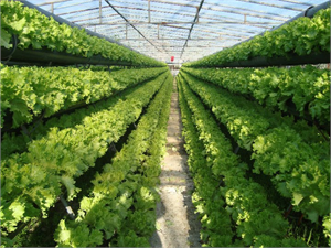 Tarımın Yeni Gözdesi ; Topraksız Tarım (Hidroponik Tarım)