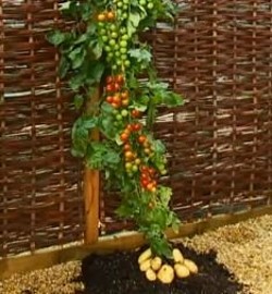 Hem Domates Hem Patates (TOMTATO) (DOMPAT)