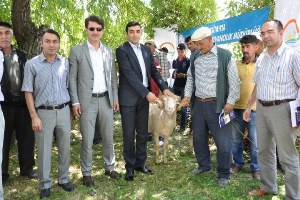 Aslanapa`da Damızlık Koç Dağıtımı