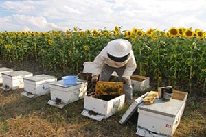 Trakya`da Ayçiçeği Balı Hasadı Başladı