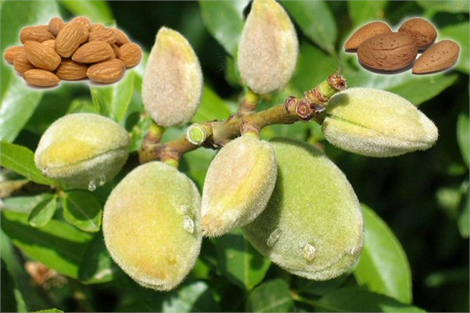 Bademde Üretim Yetersiz Kalıyor