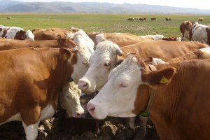 Seydişehir`de Damızlık Düve Dağıtıldı