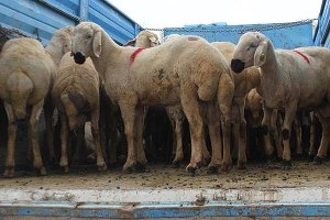 İlçelere 46 baş damızlık koç dağıtımı yapıldı