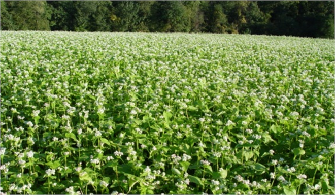 Çankırı`da Karabuğdayın Ekimine Başlandı