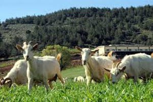 Keçi Çiftliği Kuran Kadın Girişimciler, Pazarlama Sorunu Yaşıyor