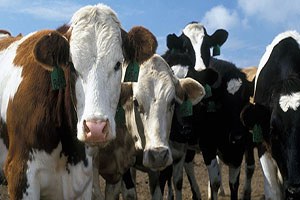 Yine bayram öncesi, yine ithalat ve fiyat kavgası!