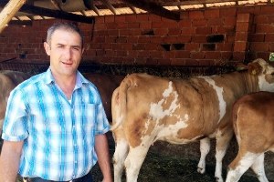 Kütahya`da Gebe Düve Dağıtımı