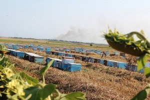 Bal İçin 6 Ay Evlerinden Uzakta Kalıyorlar