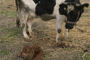 Süt Üreticisi Destek Almazsa Kriz Kapıda