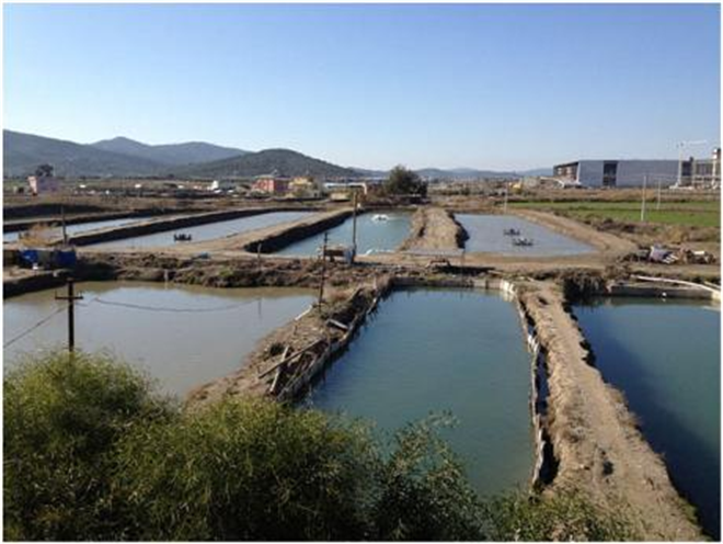 Tarla Balıkçılığı Nasıl Yapılır ?