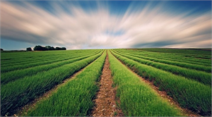 Tarımda Verimi Arttırmak İçin Neler Yapılmalıdır ?