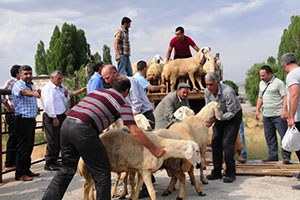 Van`da Çiftçilere Damızlık Koç Dağıtımı