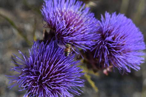 Yaban Enginarı ile Yeşil Enerji