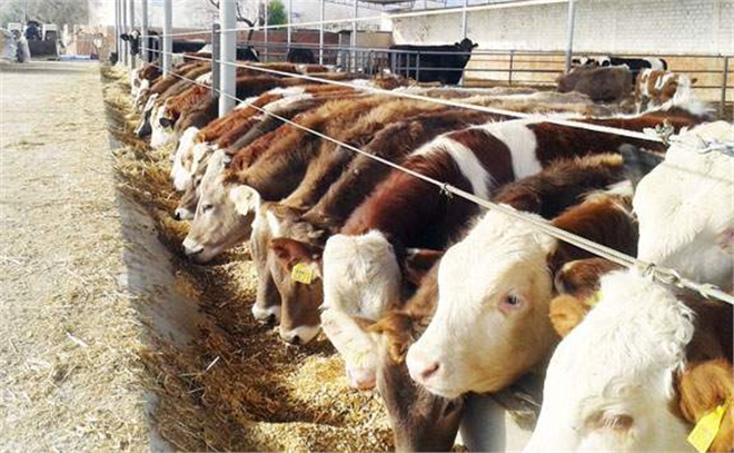 Sınırsız İthal Et Dönemi Devam Ediyor